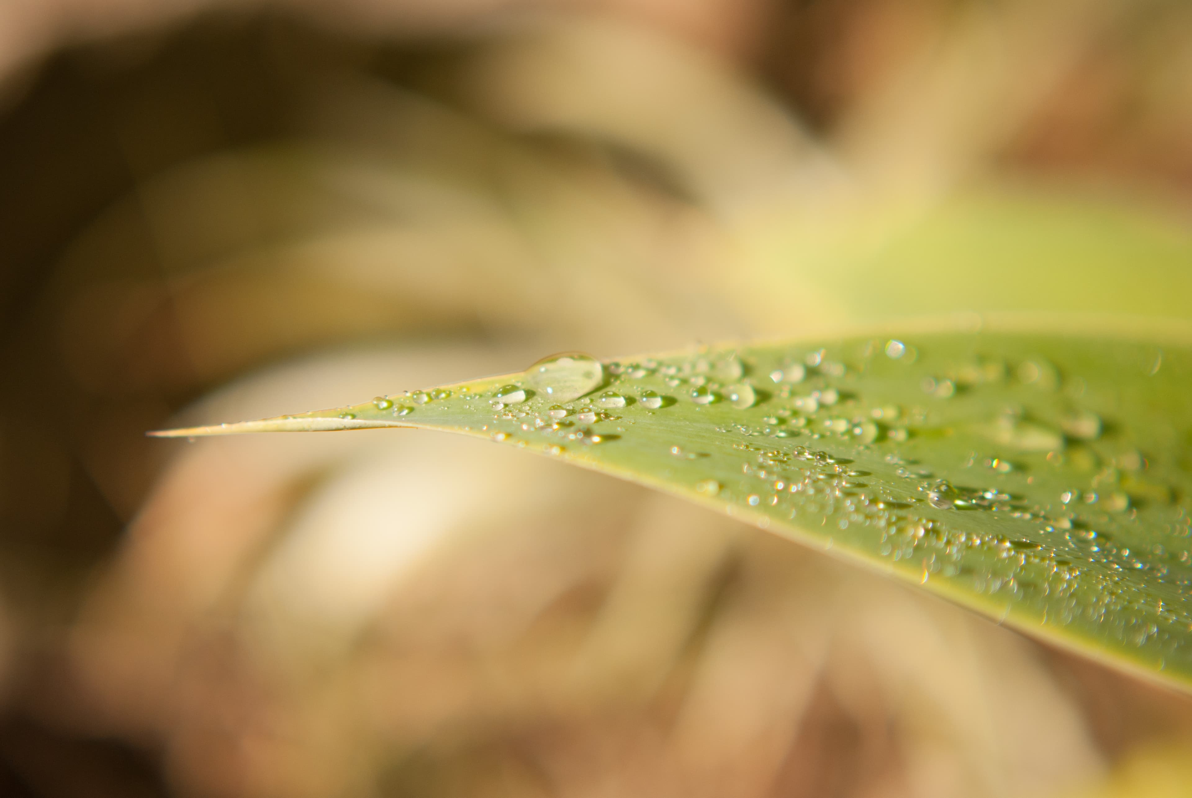 Water droplets